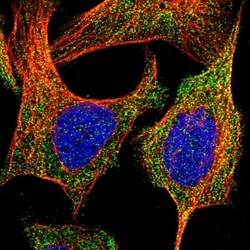 BRE Antibody, Novus Biologicals 0.1mL; Unlabeled:Antibodies, Polyclonal